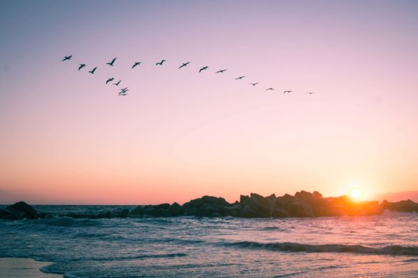 birds-flying-over-rocks-at-the-beach-during-sunset-4RUR2FS (1)